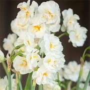 Narcissus 'Cheerfulness'